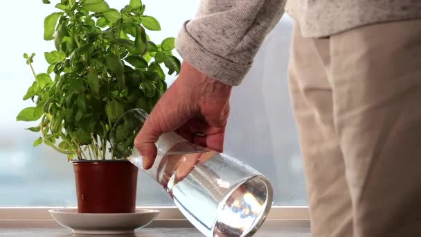 Homme Arrose Une Plante Basilic Sur Rebord Fenêtre — Video