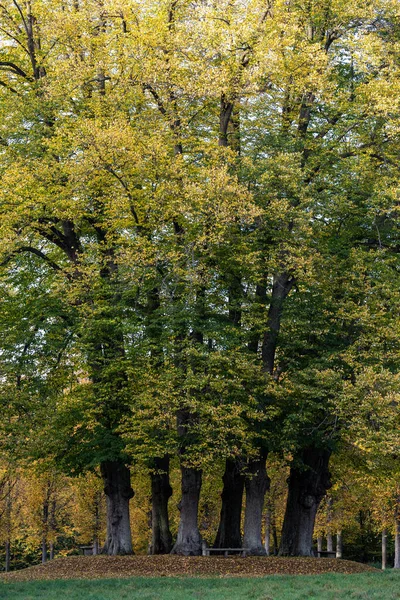 Fredensborg Dánsko Lavička Houští Dubů Podzimním Světle — Stock fotografie