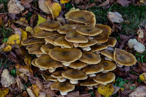 Fredensborg Dinamarca Cogumelos Selvagens Crescendo Chão Floresta — Fotografia de Stock