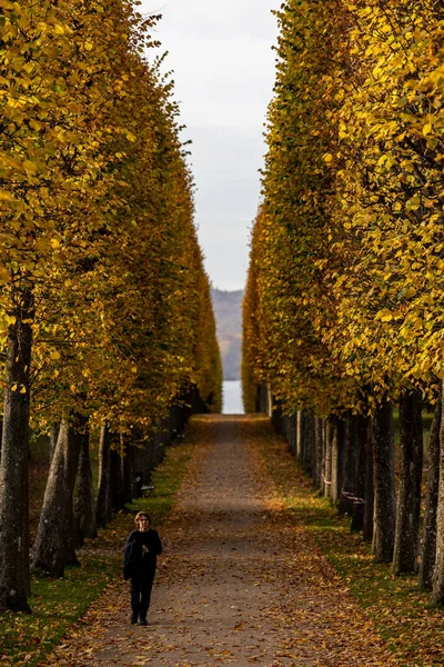 Fredensborg Dánsko Osoba Procházející Krajinou Stromů Podzim Královské Barokní Zahrady — Stock fotografie