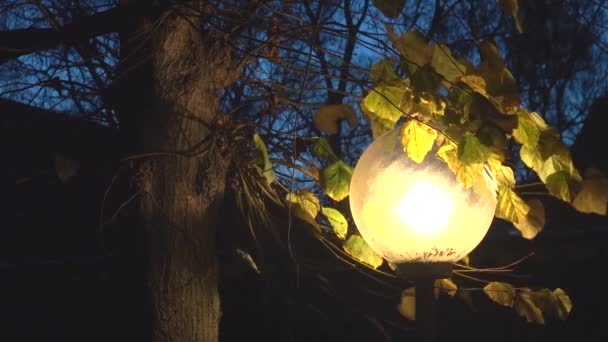 Copenhague Dinamarca Poste Lâmpada Elétrica Folhas Outono Amanhecer — Vídeo de Stock