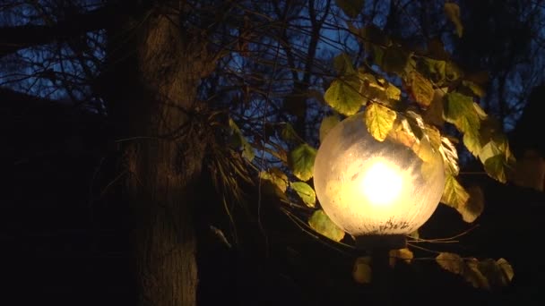 コペンハーゲンデンマーク夜明けに電気ランプのポストと秋の葉 — ストック動画
