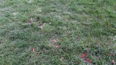 Kopenhag, Danimarka Çimeni Sonbaharda deniz kıyısında rüzgarda esiyor. 