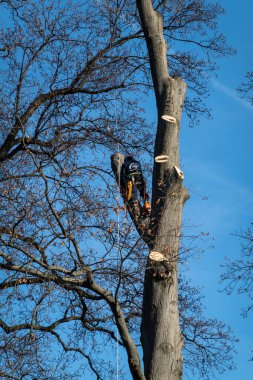 Silver Spring, Maryland USA Ağaç budama dallarında çalışan bir adam.