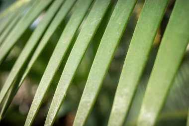 Copenhagen, Denmark The leaves of a Dioon Edule or chestnut dioon from Mexico in the Copenhagen Botanical Gardens.