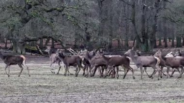 Copenhagen, Denmark Deer in the Jaegersborg Dyrehave, or Deer Park, a public city park north of the city.