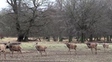 Copenhagen, Denmark Deer in the Jaegersborg Dyrehave, or Deer Park, a public city park north of the city.
