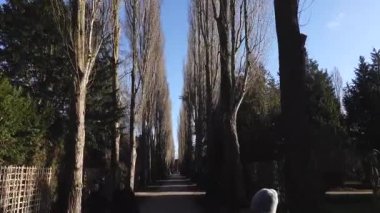 Kopenhag, Danimarka. Assistens Mezarlığı 'nda ağaçlık bir ara sokak. Norrebro bölgesinde tarihi bir park.. 