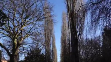 Kopenhag, Danimarka. Assistens Mezarlığı 'nda ağaçlık bir ara sokak. Norrebro bölgesinde tarihi bir park.. 