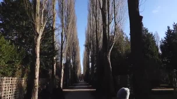 Copenhagen Denmark Tree Lined Alley Assistens Cemetery Landmark Park Norrebro — Video Stock
