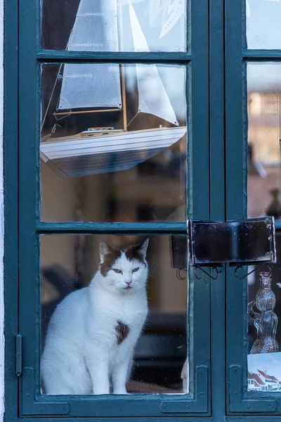 Dragor Danemark Chat Est Assis Dans Fenêtre Regarde Par Fenêtre — Photo