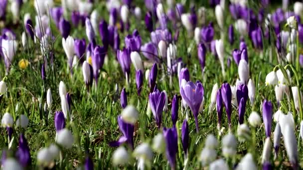 Kopenhaga Dania Kwitnące Kwiaty Krokusa Parku Wiosną — Wideo stockowe