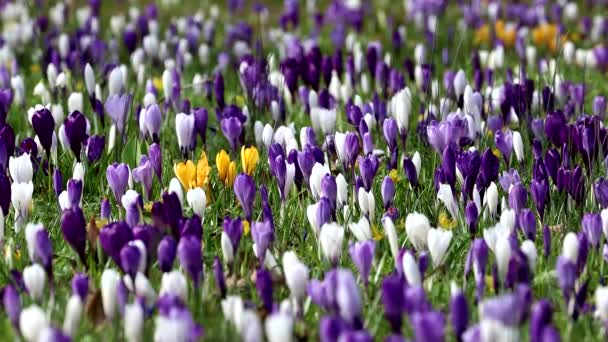 Copenhague Danemark Floraison Fleurs Crocus Dans Parc Printemps — Video