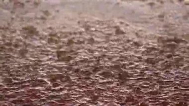 Ölü Deniz, Ürdün 'de sağanak yağmur asfalta yağıyor