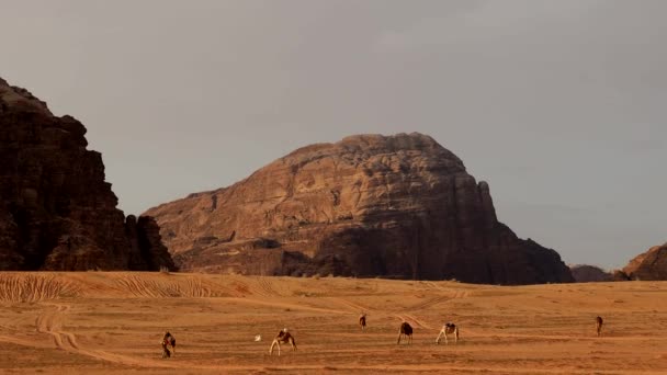 Wadi Rum Jordania Czerwona Kamienista Piaskowcowa Pustynia Południowej Jordanii — Wideo stockowe