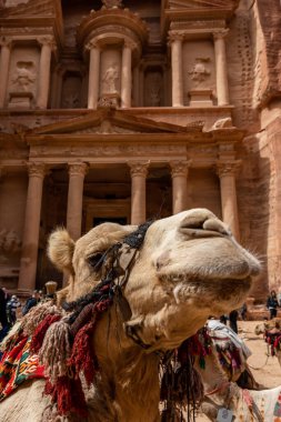 Petra, Ürdün Bir Bedevi deve Bir turistten araba bekliyor.