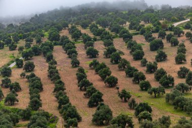 Ajloun, tepelerde yetişen Ürdün zeytin ağaçları.