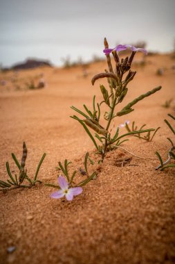 Wadi Rum, Jordan Malcolmia Afrika bitkileri çölde yetişiyor..