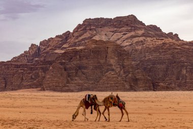 Wadi Rum, Ürdün Develeri çölde otluyor..