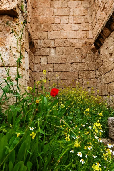 Jerash, Ürdün 'ün yabani nergisleri Gerasa olarak bilinen ünlü Greko-Romen Jarash arkeoloji sahasının kalıntıları arasında yetişiyor..