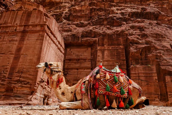 Pestra Jordania Camello Beduino Sentado Suelo — Foto de Stock