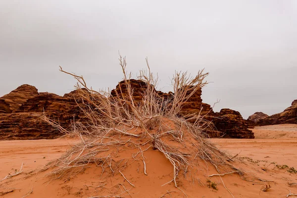 Wadi Rum Jordan Egy Szárított Bokor Egy Dombon Sivatagban — Stock Fotó