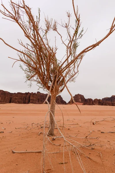 Wadi Rum Jordánia Egy Szárított Bokor Sivatagban — Stock Fotó