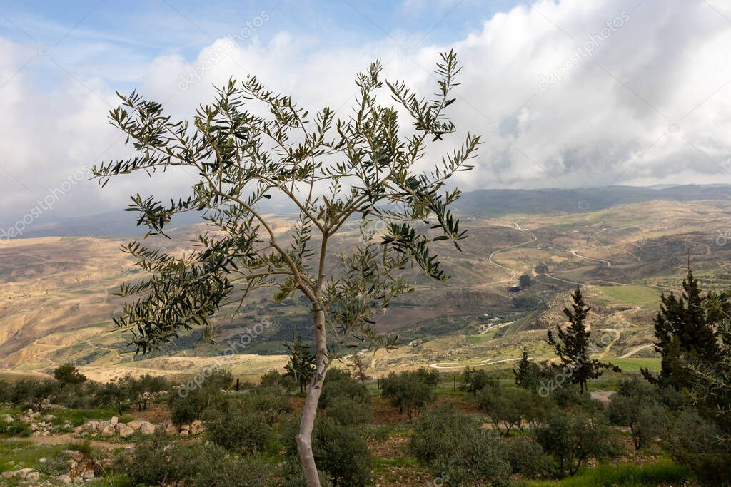 Monte Nebo, Jordania Un olivo y una vista sobre la Tierra Santa donde