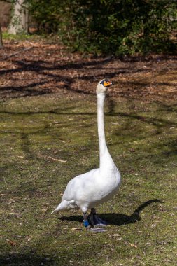 Kopenhag, Danimarka Frederiksberg 'de çimlerin üzerinde yürüyen büyük bir kuğu.