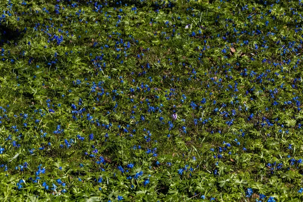 Copenhagen, Denmark A field of crocus flowers budding in the springtime in a park.