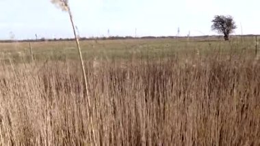 Kopenhag, Danimarka Uzun Çimenleri Kalvebod 'da rüzgarda savruluyor. Faeling, Vestamager olarak da bilinir. Güney Kopenhag' da Kastrup havaalanı yakınlarında..