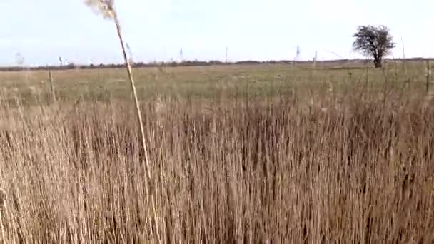 Kopenhagen Dänemark Hohe Gräser Die Wind Wehen Kalvebod Faelled Auch — Stockvideo