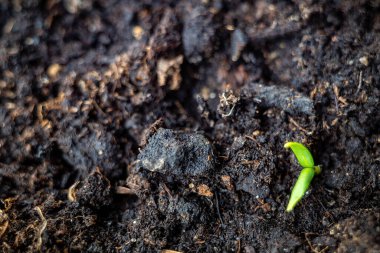 Pencere kenarında plastik bir toprak kutusunda büyüyen küçük bir biber tohumu..