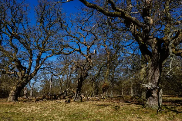 Copenhagen Denmark Old Oak Trees Thicket Dyrehaven Deer Park — Stock Photo, Image