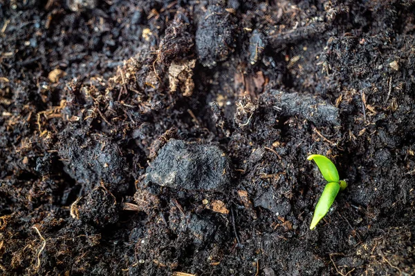 Petit Semis Poivre Poussant Dans Une Boîte Plastique Terre Dans — Photo
