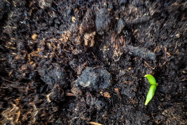 窓辺の庭の地球のプラスチックの箱の中で成長している小さなコショウの苗 — ストック写真