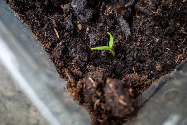 Una Pequeña Plántula Pimienta Creciendo Una Caja Plástico Tierra Jardín —  Fotos de Stock