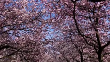 Kopenhag, Danimarka Kiraz çiçekleri İlkbaharda Bispebjerg mezarlığında  