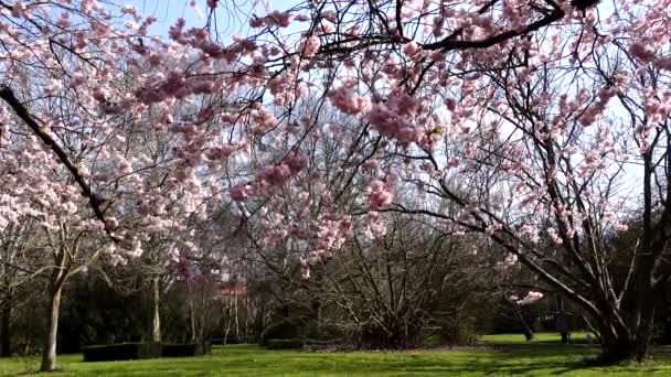 Copenhague Dinamarca Flores Cerezo Primavera Cementerio Bispebjerg — Vídeo de stock