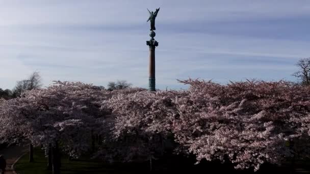 Kodaň Dánsko Cherry Blossoms Langelinie Park Downtown Iver Huitfeldt Memorial — Stock video
