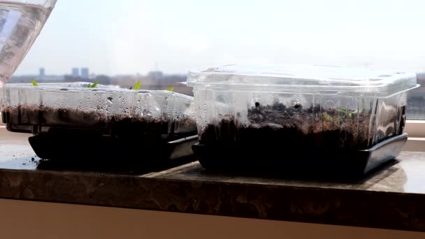 Man Water Small Seedlings Plastic Greenhouses Windowsill — Stock Video