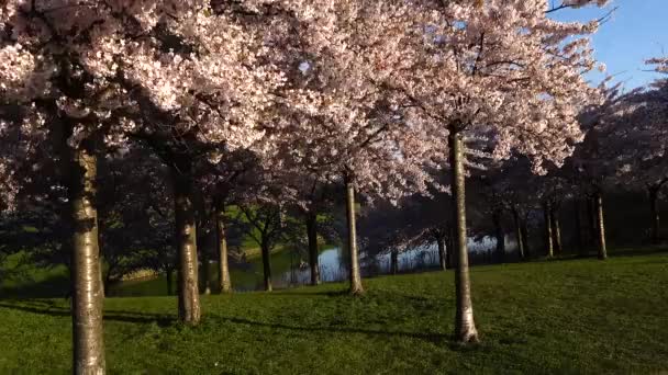 Kodaň Dánsko Cherry Blossoms Langelinie Park Downtown Iver Huitfeldt Memorial — Stock video