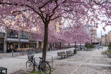 Stockholm, İsveç Sodermalm bölgesindeki Bysistorget 'te kiraz çiçekleri.