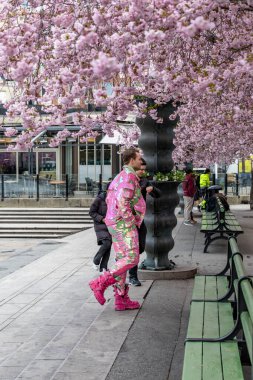 Stockholm, İsveç 'te pembeli bir adam Kungstradgarden parkındaki kiraz ağaçları ile mükemmel bir uyum içinde..