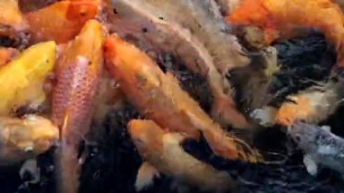 Tirta Gangga, Bali, Endonezya Balığı tapınaktaki bir gölde beslenme çılgınlığında.