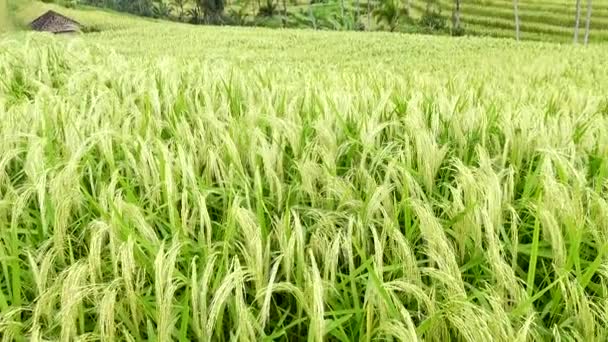 Джатилуви Бали Индонезия Рисовые Террасы Джатилуви Объект Всемирного Наследия Юнеско — стоковое видео