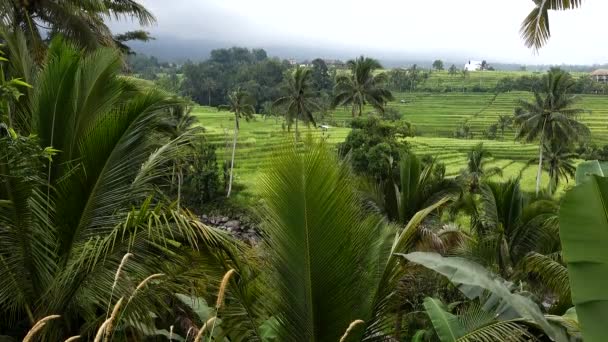 Jatiluwi Bali Indonésia Pequeno Riacho Corre Longo Dos Terraços Arroz — Vídeo de Stock