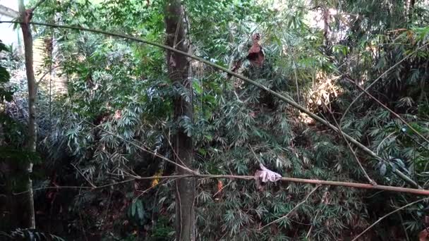 インドネシアのバリ島ウブド太いジャングルのパノラマ — ストック動画