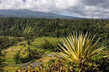 Bali, Endonezya Doğu Bali 'de bir pirinç tarlası manzarası
