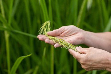 Jatiluwi, Bali, Endonezya Bir kadının elleri Jatiluwi pirinç teraslarında, bir Unesco dünya mirası sahasında.
